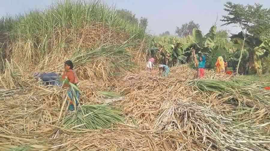 कृषि संकट मध्यम किसानों का है, छोटे खेतिहरों का नहीं