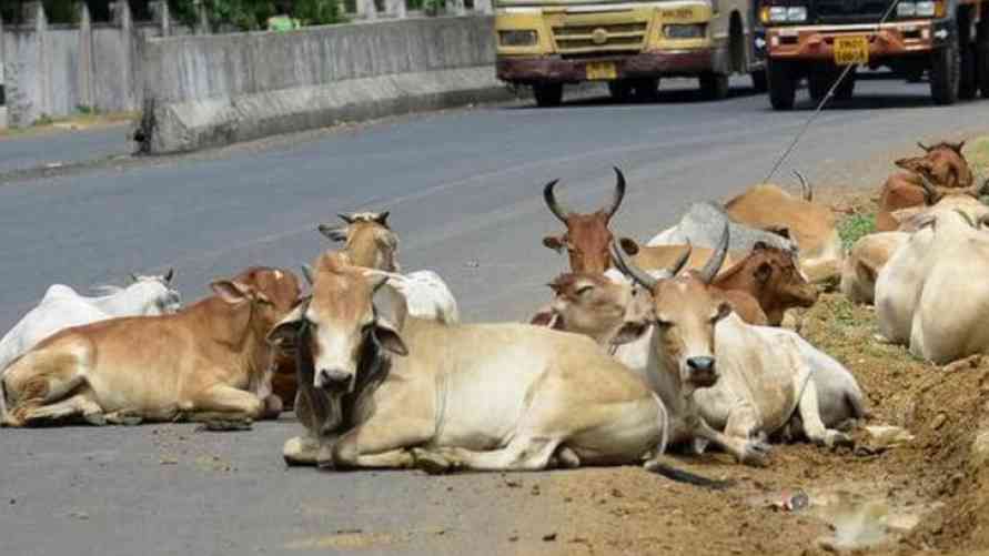 is mp cow cabinet decision a kind of bjp cow politics  - Satya Hindi