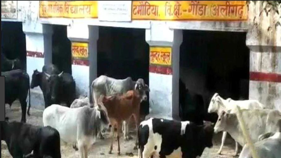 cows starve in MP cow-shelter - Satya Hindi