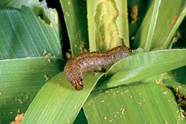 American worm likely to damage maze and millet crops in India - Satya Hindi