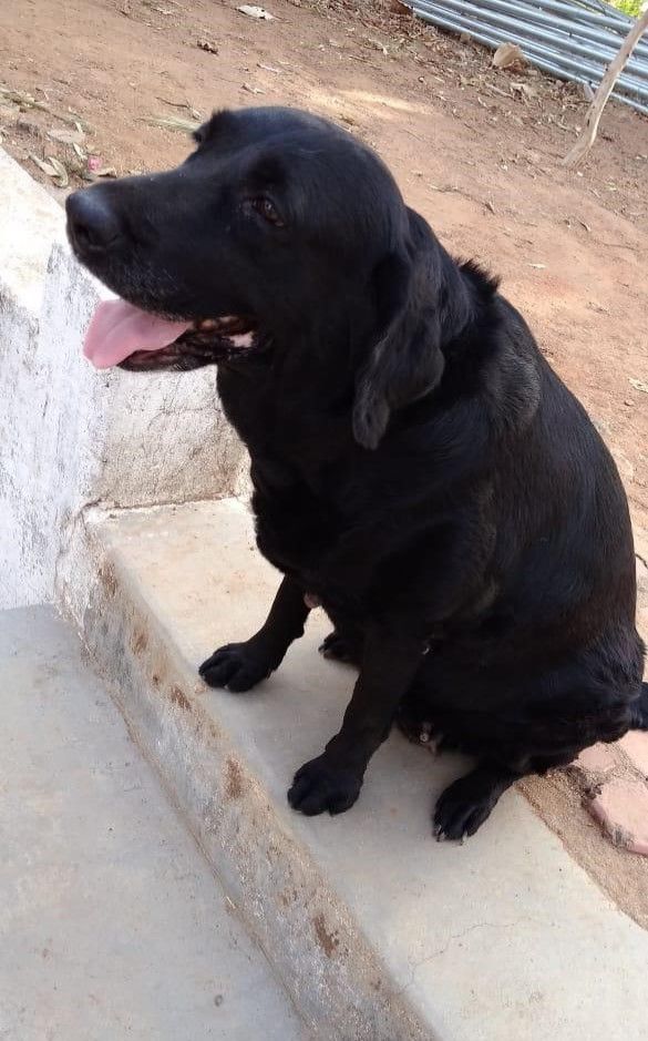 sniffer dogs posting in madhya pradesh kamalnath government - Satya Hindi