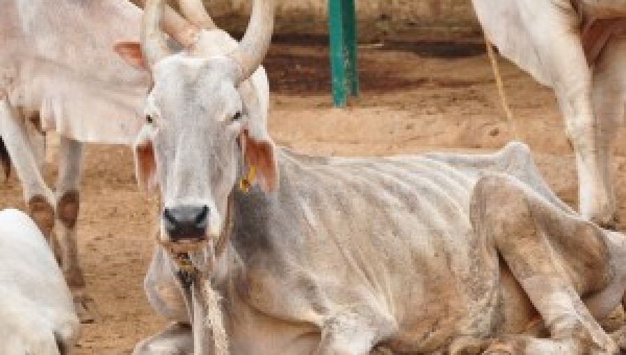 cm shivraj singh chouhan cow cabinet amid mp worsening economic condition - Satya Hindi