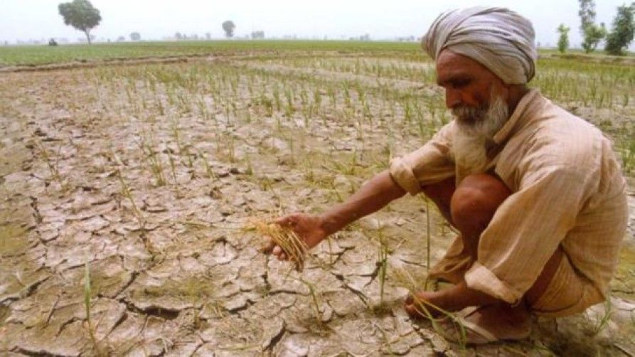 farmers suicide in punjab despite green revolution3 - Satya Hindi