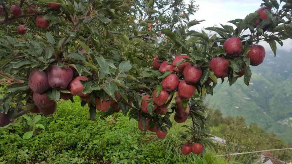 Major Steps should be taken to save crops from weather hazards - Satya Hindi