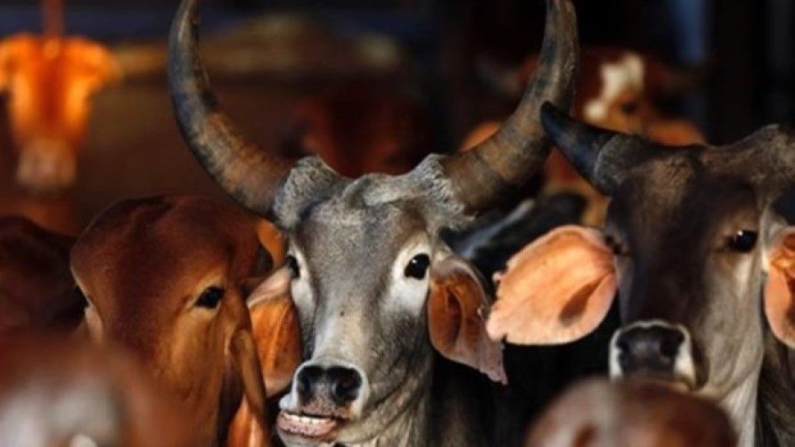 फिर दिखा गो रक्षकों का आतंक, गुरुग्राम में दो लोगों को पीटा