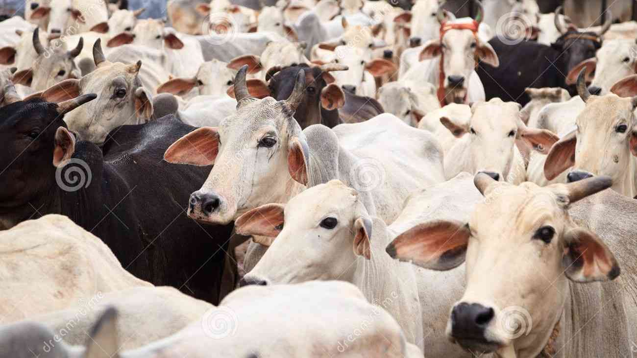 is mp cow cabinet decision a kind of bjp cow politics  - Satya Hindi