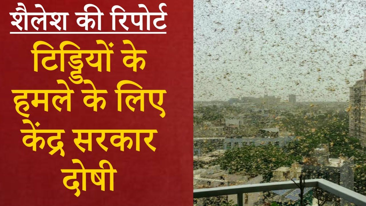 किसानों को तबाह कर रहीं हैं टिड्डियाँ